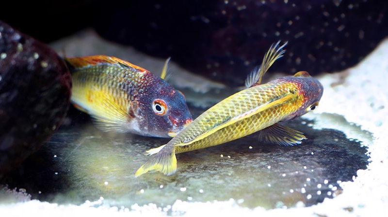 Tropheus moorii 'Kalambo Lodge' Kushangaza